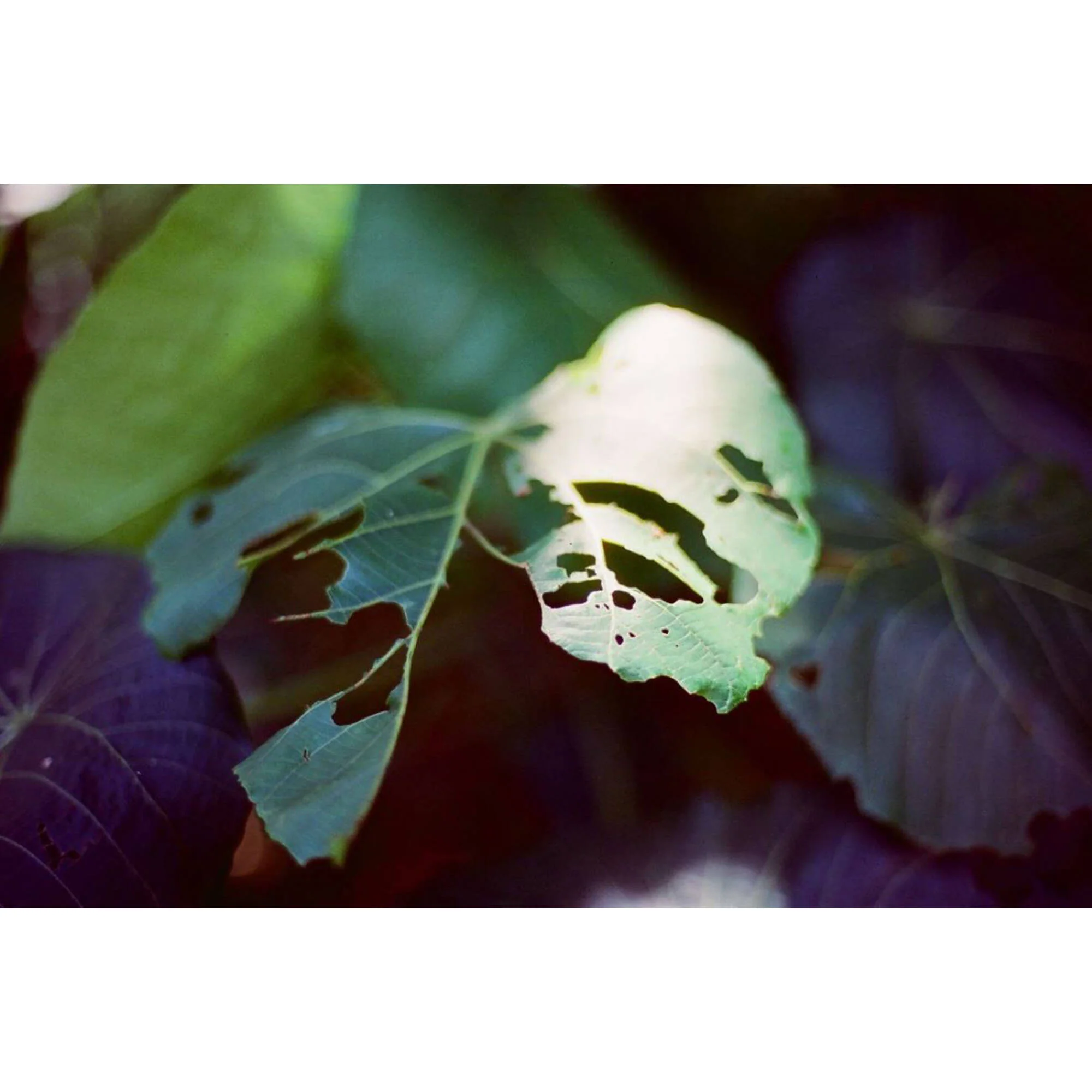 Amber T200 200 ISO Color Negative Tungsten Movie Film (35mm, 27 Exposures) - Image 2