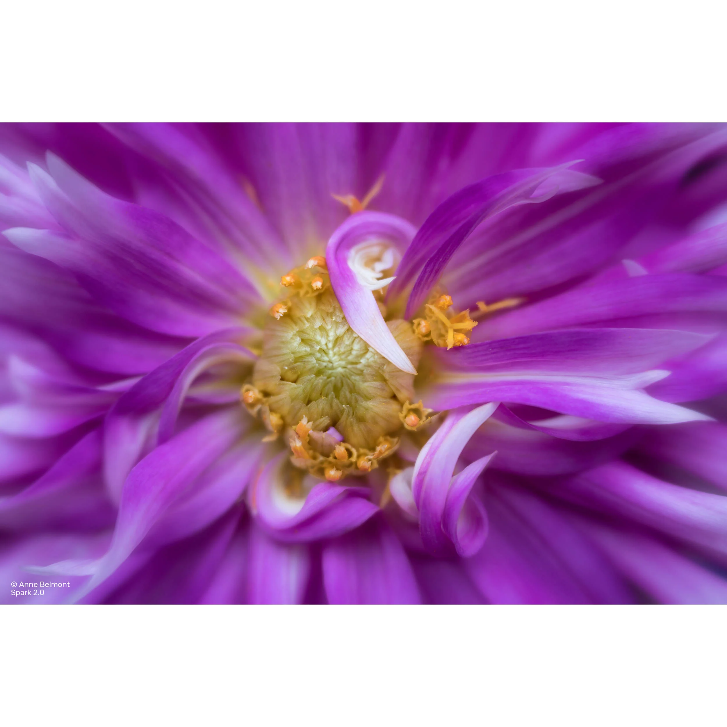 Lensbaby Spark 2.0 with Sweet 50 Optic for Canon RF - Image 3
